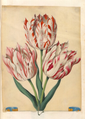Tulpen