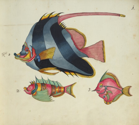 Samuel Fallours: Fische des Indischen Meeres und der Molukken