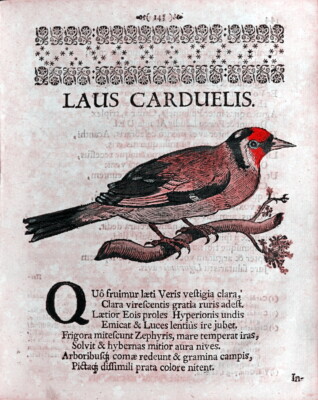 Nikolaus Baer: Ornithophonia, Bremen 1695